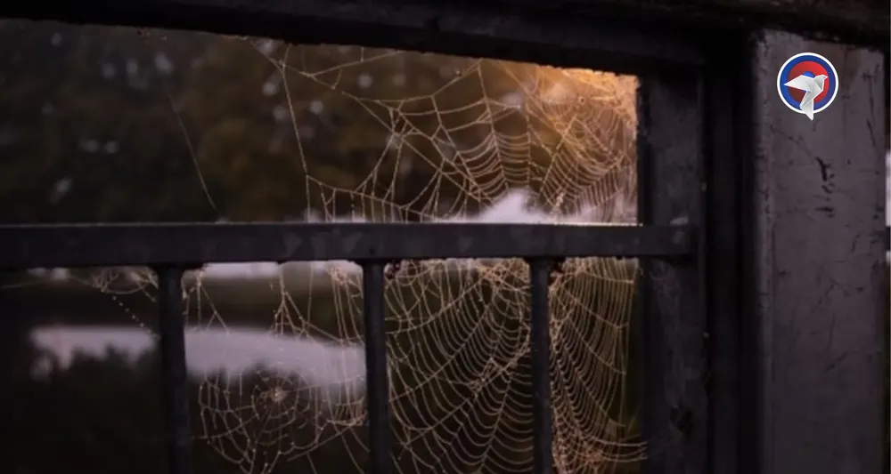 web inquilino