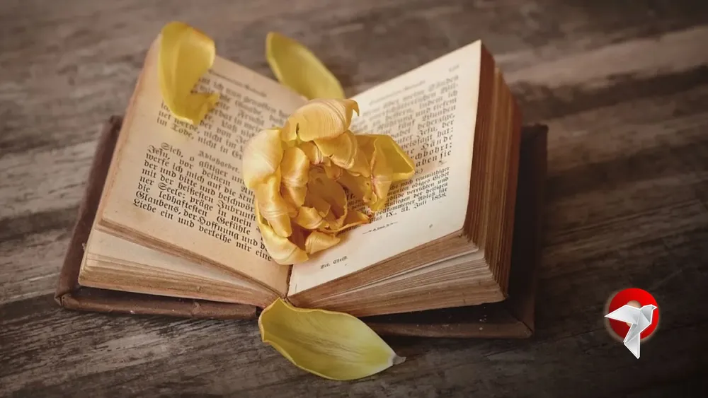 libros web